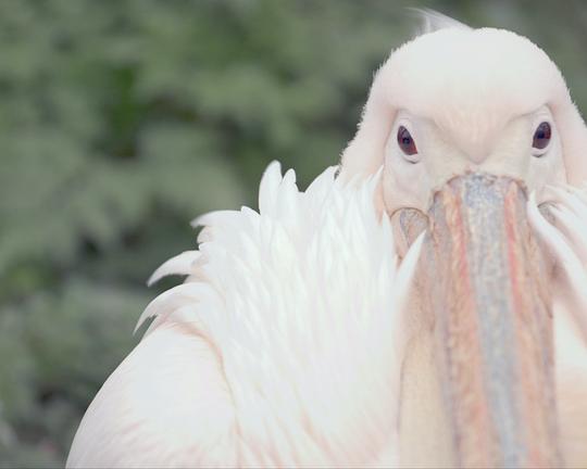 《Destroyed Be Forever All the Bonds of Nature》电影封面