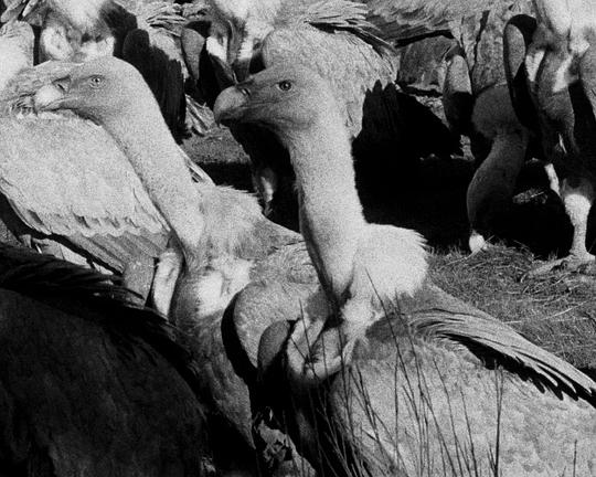 《不稳定的石头》电影封面