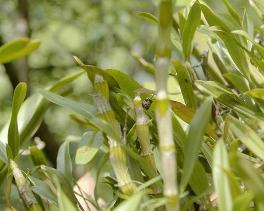 《(欢迎来到)兰花星球》电影封面