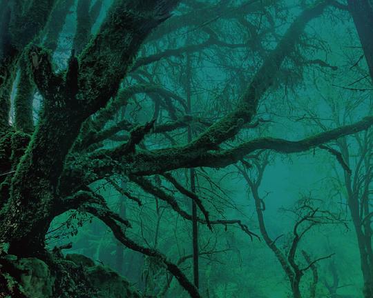 《樹人》电影封面