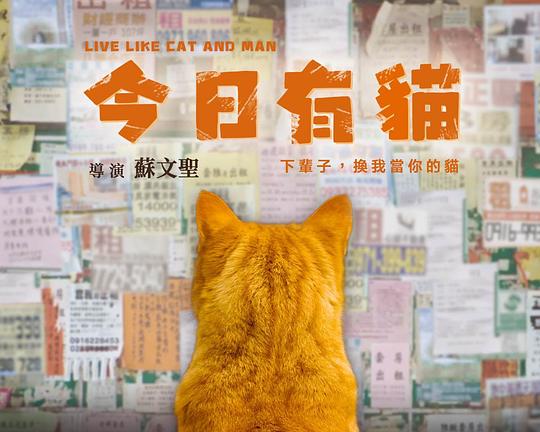 《今日有猫》电影封面