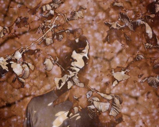 《林间志士》电影封面