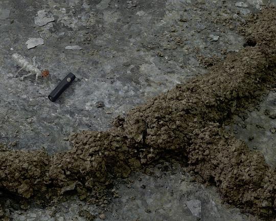 《白蟻餵食秀》电影封面