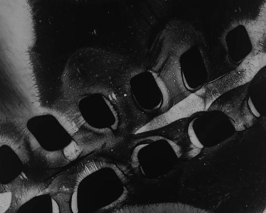 《燃素》电影封面