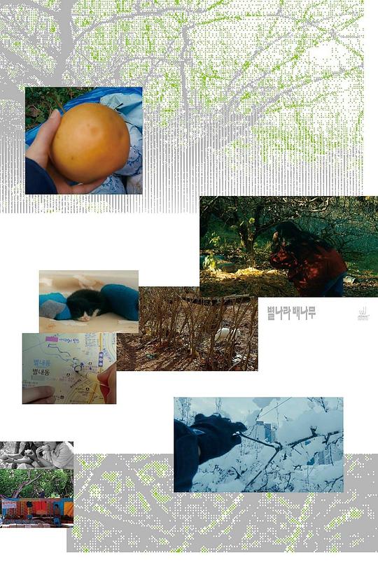 《星星村的一棵梨树》纪录片封面