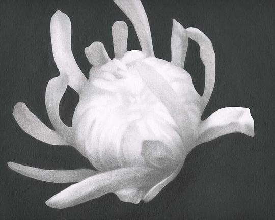 《Chrysanthemum》电影封面