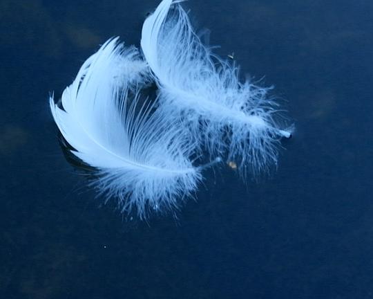 《Schwanensee》电影封面