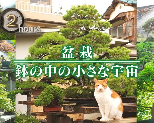 《ドキュメント72時間：盆栽 小さな鉢の中の宇宙》纪录片封面