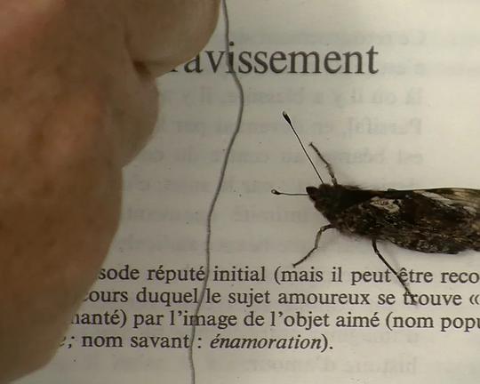 《L’amour sur le chemin des roncettes》电影封面