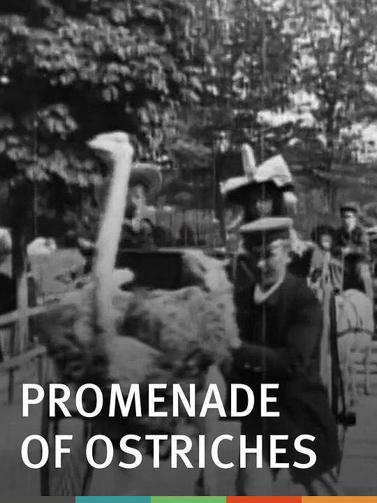 《鸵鸟散步,巴黎植物园》纪录片封面