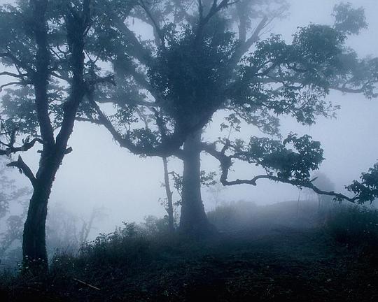 《吸血鬼》电影封面