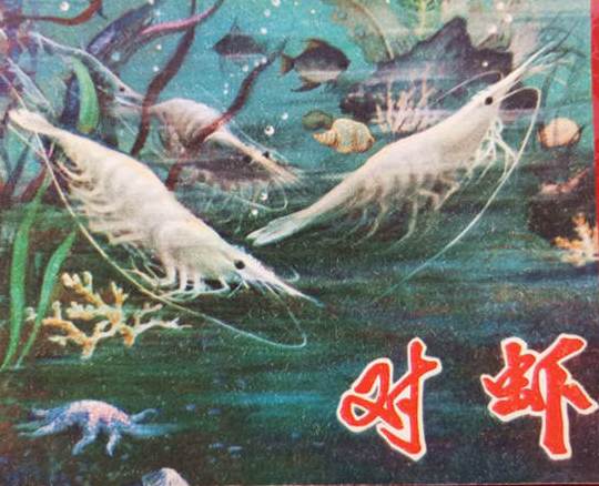 《对虾》纪录片封面