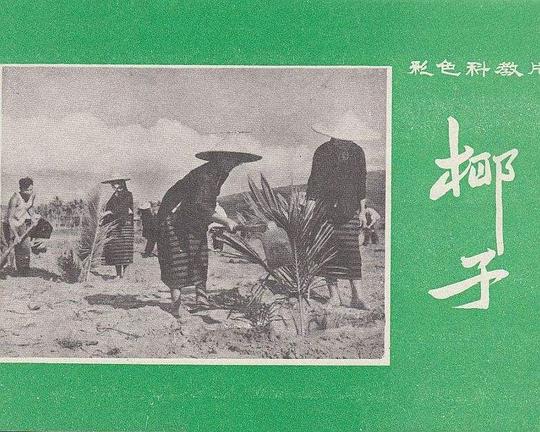 《椰子》纪录片封面