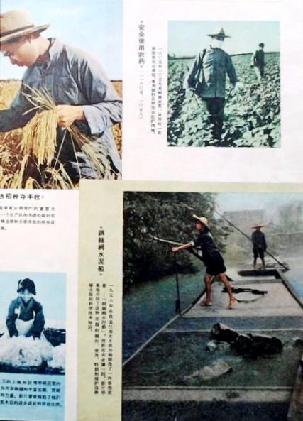 《安全使用农药》电影封面