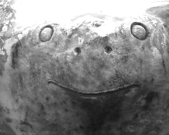 《影像日记：烟火草图（青蛙）》电影封面