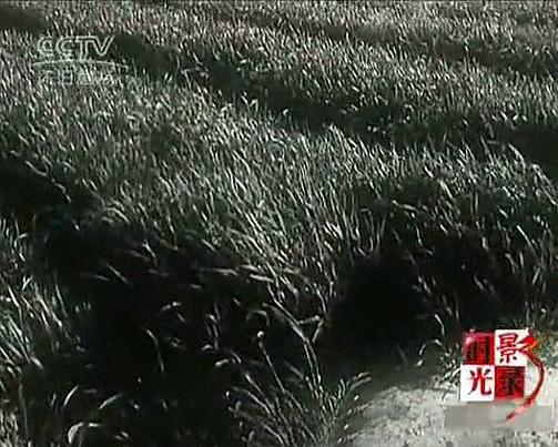 《毛主席和我们心连心》纪录片封面