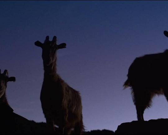 《佩特拉比安卡的最后一梦》纪录片封面