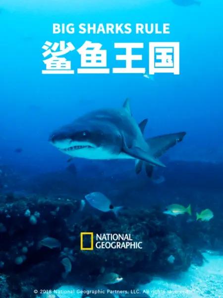 《鲨鱼王国》电影封面