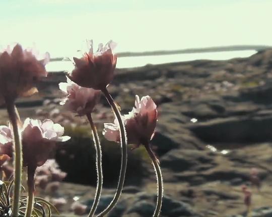 《Mirror of the possible Worlds》电影封面