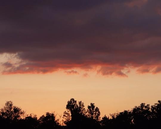 《Trees in Summer》电影封面