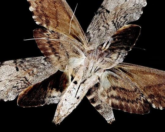 《Pseudosphynx》电影封面