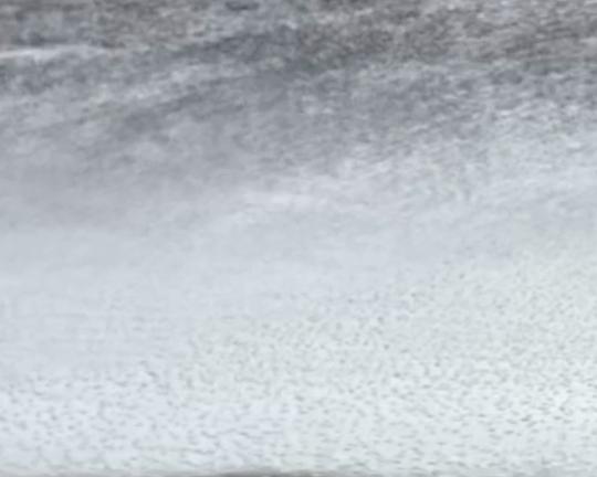 《Hair is a Piece of Head》电影封面