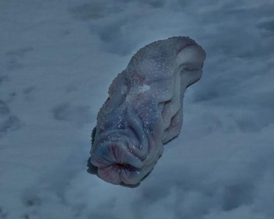 《Dora》电影封面