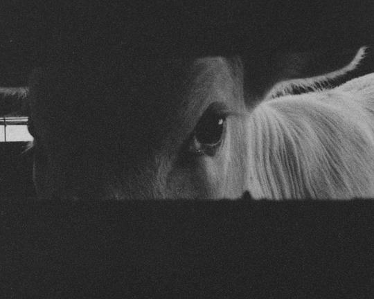 《Livestock》电影封面