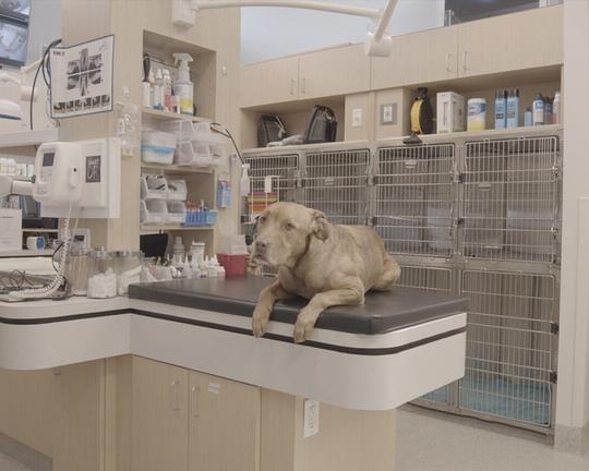 《艾莉之眼》电影封面