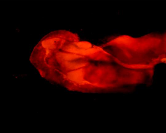 《Under The Microscope》电影封面