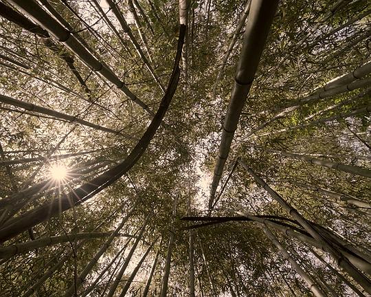 《The old man was dreaming about the lions - Volume Ⅰ》电影封面