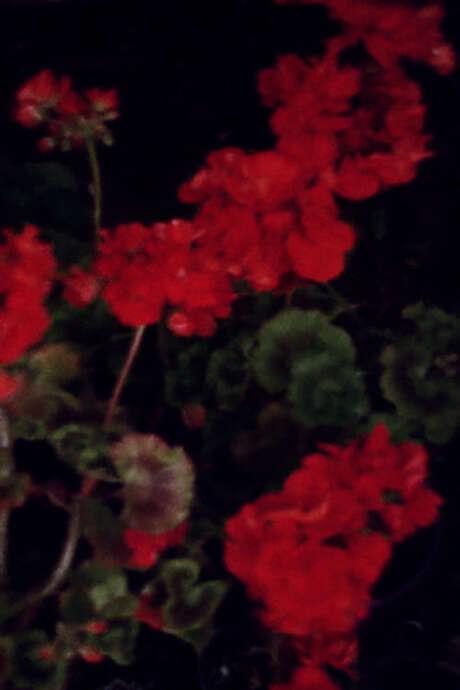 《普尔基涅的昏暮》电影封面