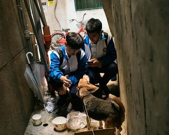 《小狗遊戲》电影封面