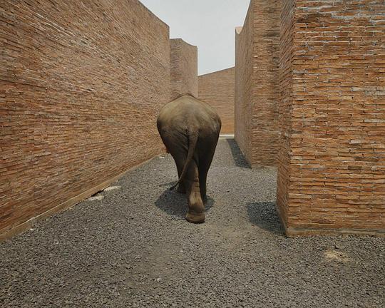 《Big Ears Listen with Feet》电影封面