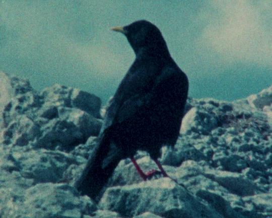 《Kaua’i ‘ō’ō》电影封面