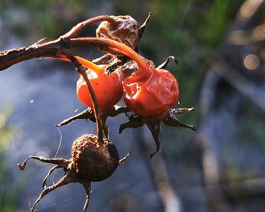 《Aski, the Mother of All》电影封面