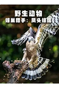 野生动物：蜂巢猎手 - 凤头蜂鹰封面