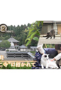 《ドキュメント72時間:福井 “ねこ寺”に招かれて》封面