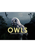 《猫头鹰——夜晚的主人》封面