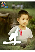 《牛》封面