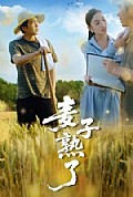 《麦子熟了》封面