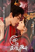 《卿归正值榕花开》封面