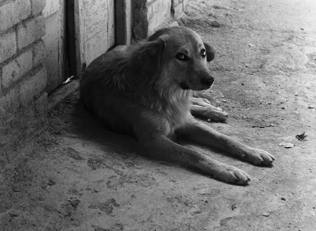 面包与小巷剧照1