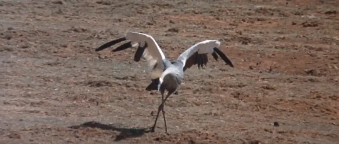 可爱的动物剧照2