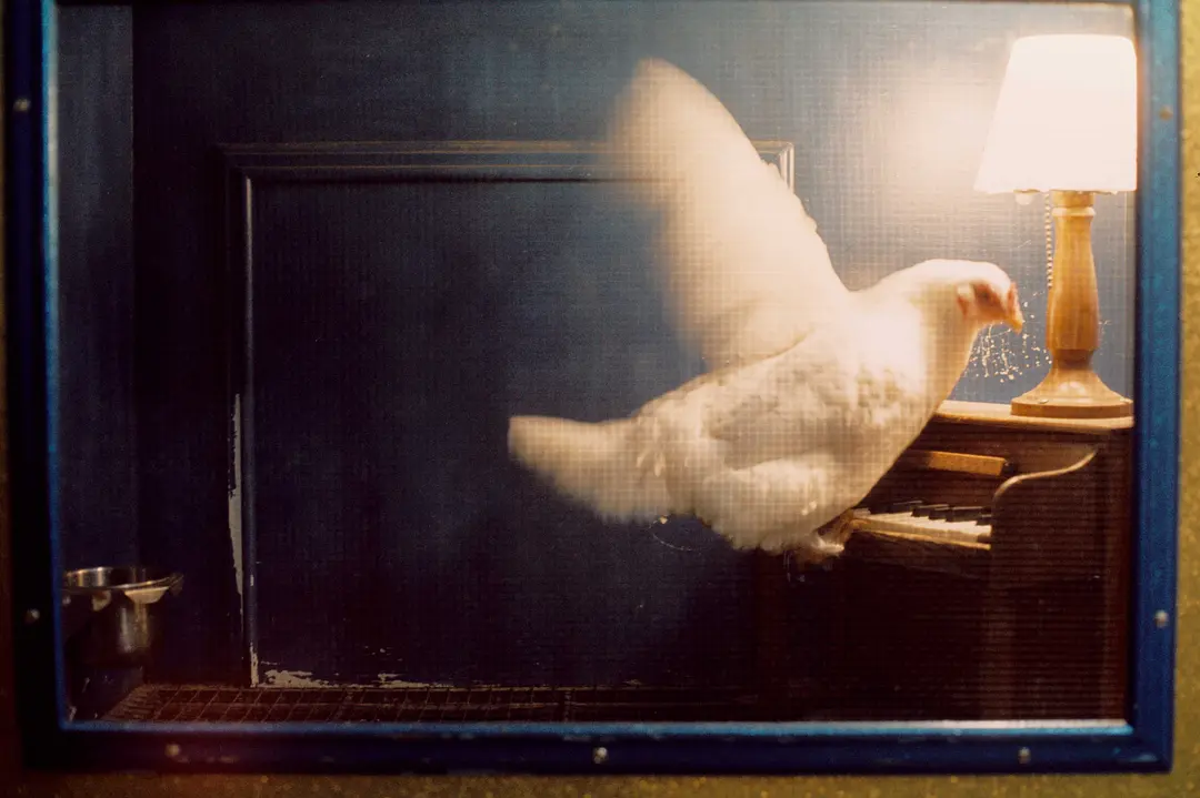 史楚锡流浪记剧照2