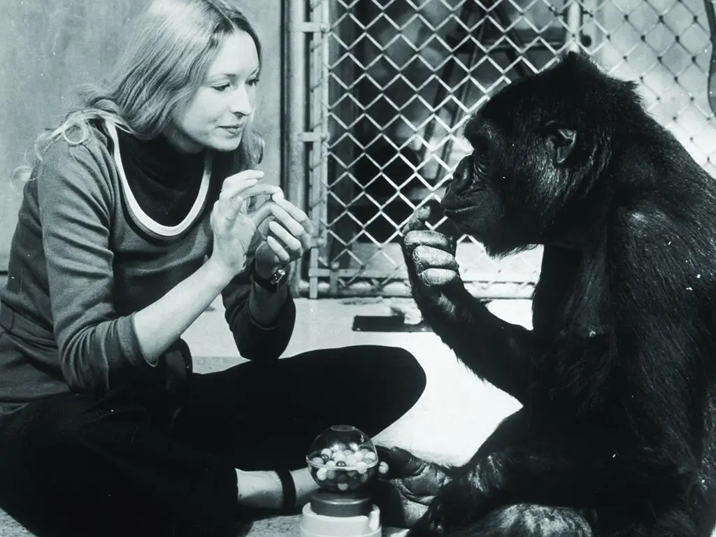 科科：会说话的大猩猩剧照1