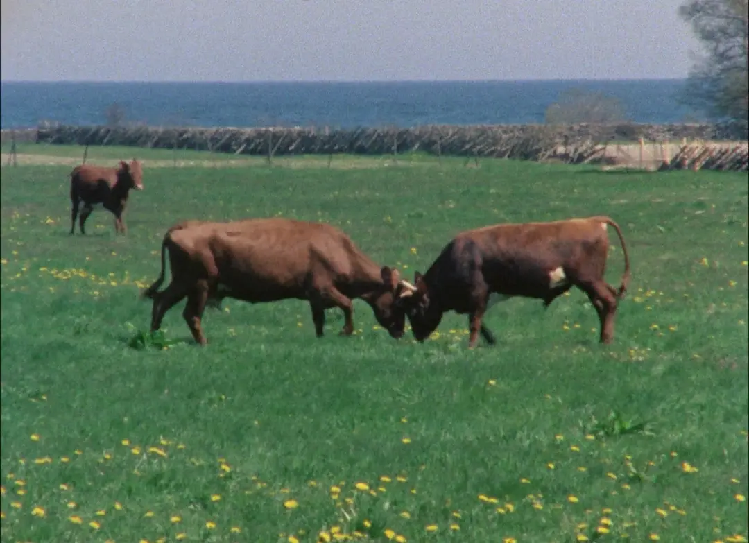 法罗档案1979剧照1