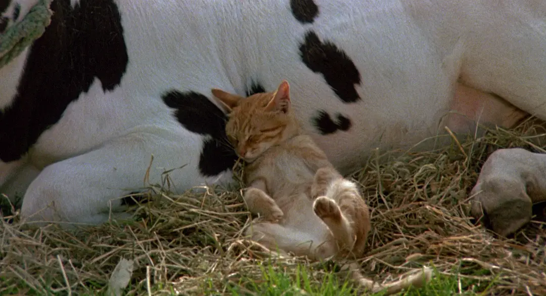 小猫的故事剧照1