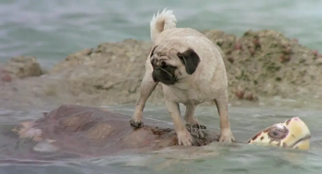 小猫的故事剧照2