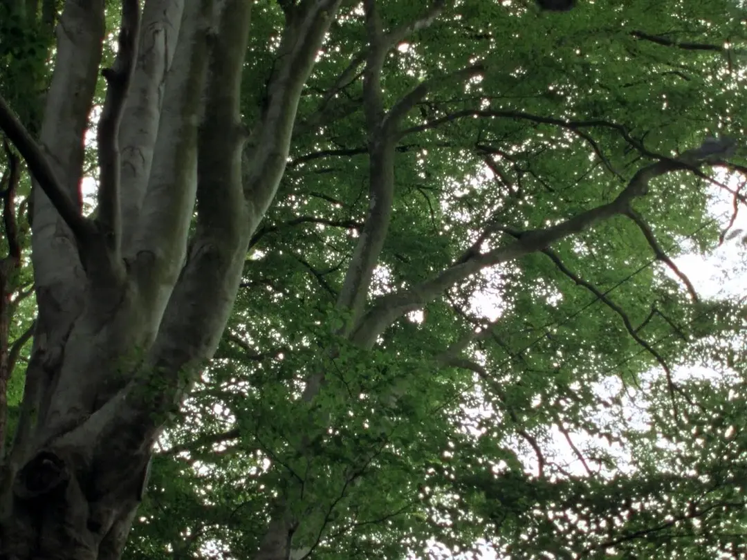 沉睡的谋杀案剧照2